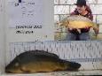 Terugvangst 2012 nr 88 november 2015 3600 gram