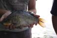 IMG 5622 b