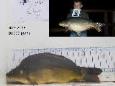 Terugvangst 2012 nr 43 30-9-2016 10000 gram