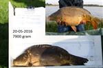 Spiegelkarper nr 14 groeit in nog geen 2 jaar 3900 gram!
