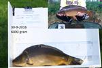 Spiegelkarper nr 42 uitzetjaar 2014