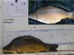 Spiegelkarper nr 85 uitgezet in 2012 laat zich voor het eerst zien. 