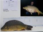 2 meldingen spiegelkarpers van begin mei