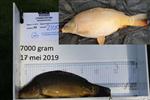 3 spiegelkarpers op de Espelervaart